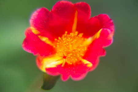 Flower closeup macro filter backgroundの写真素材