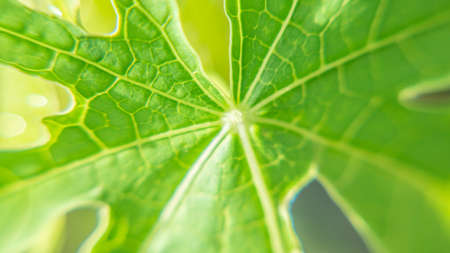 Close up macro filter of leaf green backgroundの写真素材