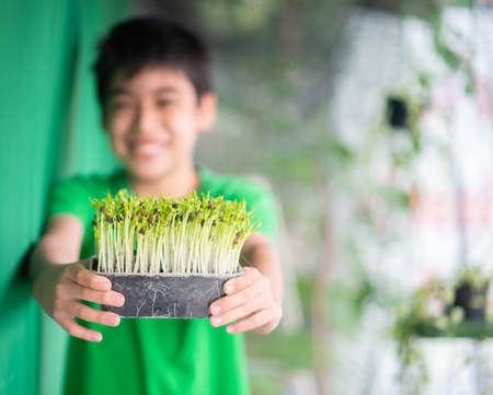 Little boy planting micro green of morning glory sprout at home gardenの写真素材