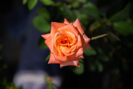 Close up of orange rose blooming in the gardenの写真素材