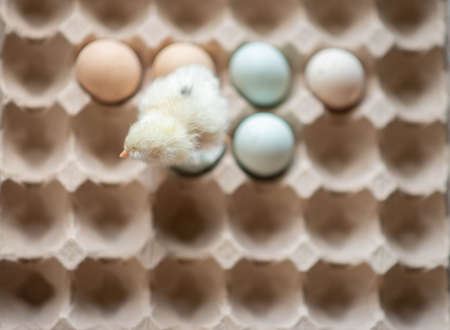 Newborn baby chicken ameraucana hatching from egg backyard farmの写真素材