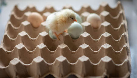 Newborn baby chicken ameraucana hatching from egg backyard farmの写真素材