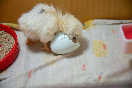 Newborn baby chicken ameraucana hatching from egg backyard farm