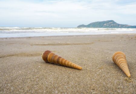 Shells on the beach with the island behind of the sea.の写真素材