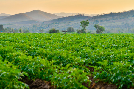agriculture field Thailandの写真素材