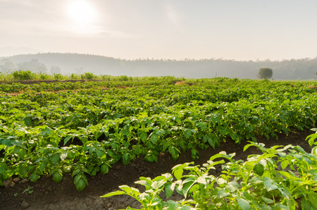 agriculture field Thailandの写真素材