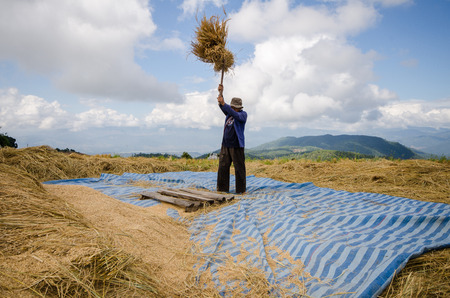 Unidentified farmers gather and cooperate to do manual rice at Pa Pong Piang Rice terraces, Mae...