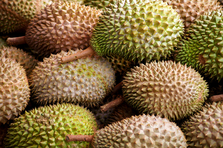 Durian seasonの写真素材