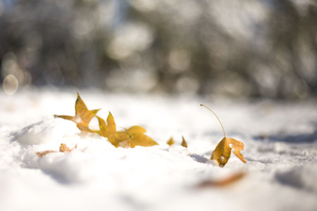 Fallen leaves in the snowの写真素材