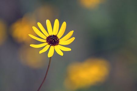 Lonely Daisyの写真素材