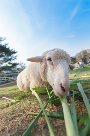 Worm eye view of Sheep eating grass with soft focus and blurred backgroundの写真素材