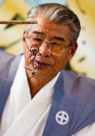 Kajiki, Kagoshima prefecture, Japan, June 15, 2008, A referee watches two St. Andrew's Cross spiders fighting at the Kajiki kumo gassen (spider-fight) held each June in Kajiki, Kagoshima, Japan.のeditorial素材