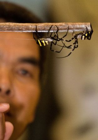 Kajiki, Kagoshima prefecture, Japan, June 15, 2008, A referee watches two St. Andrew's Cross spiders fighting at the Kajiki kumo gassen (spider-fight) held each June in Kajiki, Kagoshima, Japan. のeditorial素材