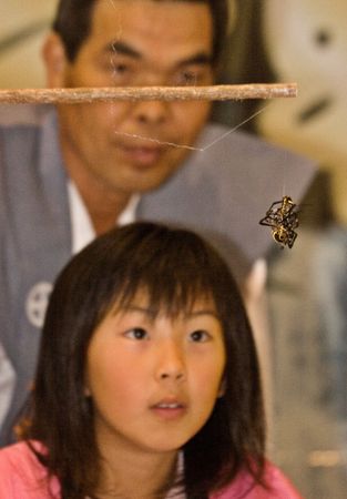 Kajiki, Kagoshima prefecture, Japan, June 15, 2008, A young girl acting as referee watching two St. Andrew's Cross spiders fighting at the Kajiki kumo gassen (spider-fight) held each June in Kajiki, Kagoshima, Japan. のeditorial素材