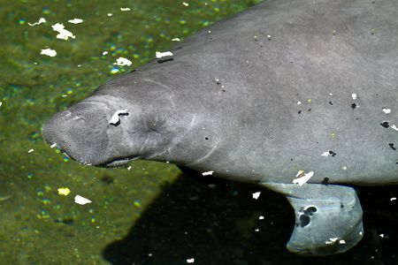 Young manatee swims gracefully in the canalの写真素材
