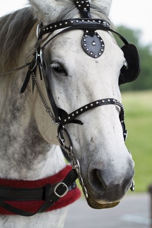 Close up of a carriage drawing horseの写真素材