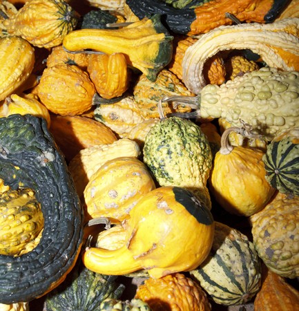 Various gourds set out in a crate after harvestの写真素材