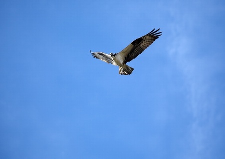 An osprey caught in mid-flight against a blue skyの写真素材