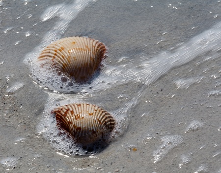 Two sea shells get a spray of ocean as the surf comes in