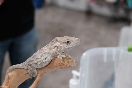 White Lizard Pet Cool Animalの写真素材