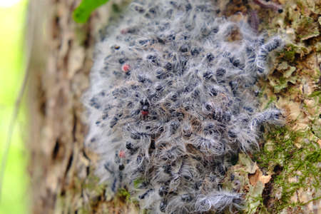 White Grey Fuzzy Caterpillar Nest on Tree Bark