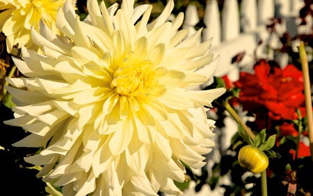 A gorgeous white, creme and yellow dahlia greets the sun の写真素材