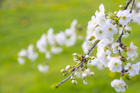 Absolutely wonderful and angelic blooming cherry