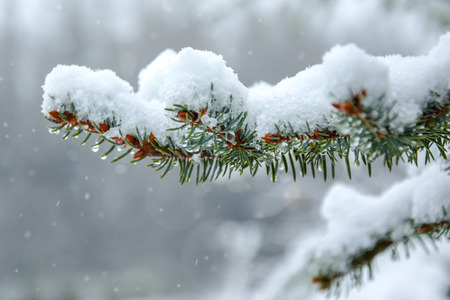 Close-up of a sprig of spruce and drops of water and snow on the background of snowy weatherの写真素材