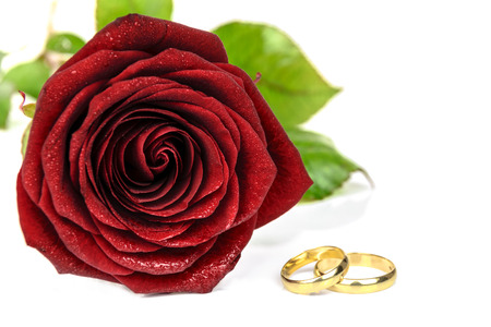 Beautiful blooming red rose and two gold wedding rings on a white backgroundの写真素材
