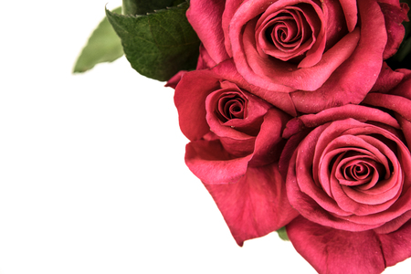 Overhead shot of beautiful red roses isolated on white backgroundの写真素材