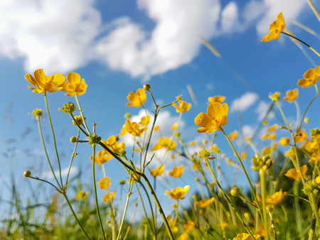 Yellow wildflowers against the blue sky and cloudsの写真素材