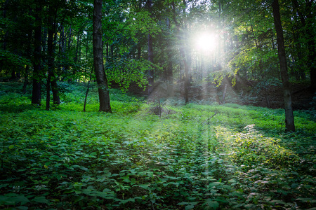 Evening sun between the trees in the deep forestの写真素材