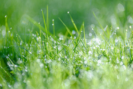 Eco Nature Background with drops of dew on a fresh green grass with beautiful bokeh effectの写真素材