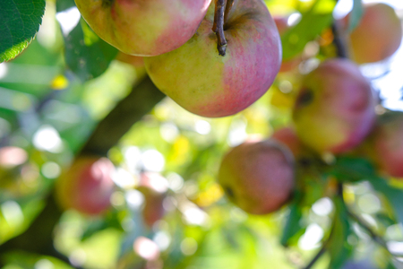 Agricultural background - bunch of apples on the tree from organic farmingの写真素材