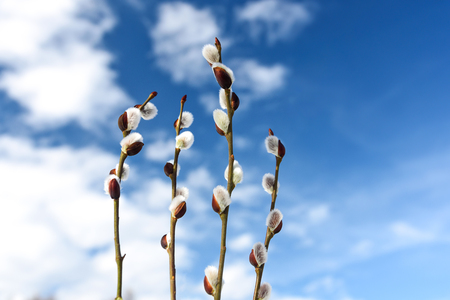 Spring pussy willow branches on blue sky background in close-up.の写真素材