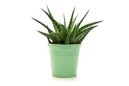 Little Succulent cactus plant in a green metal pot isolated on white background.の写真素材