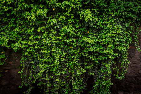 Archival old brick wall covered with lush green ivy plants (high details).の写真素材