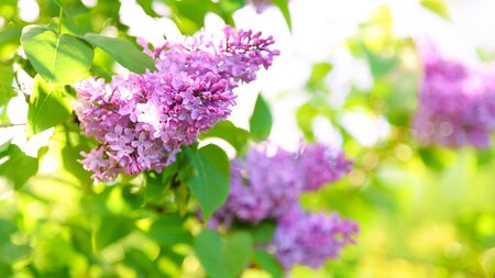 Springtime gardening background - violet lilac flowers blooming in the garden on a sunny day ( very low DOF).の写真素材