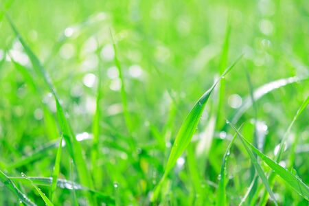 Fresh green grass with dew drops and sunlights as a full frame nature abstract background.の写真素材