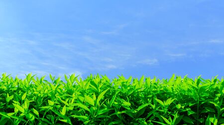 Fresh green hedge row on a clear blue sky background with copy space.の写真素材