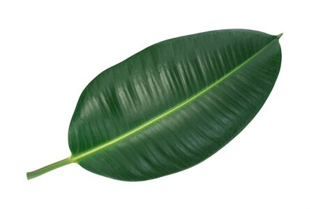 Green leaf of a tropical flower ficus elastica isolated on white background without shadows (high details).の写真素材
