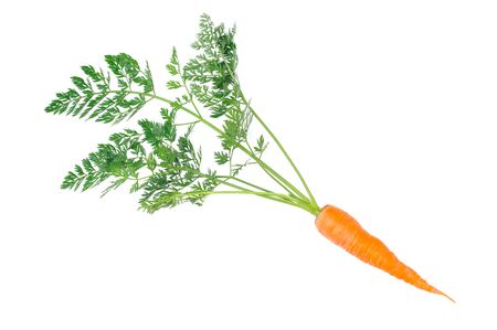 Single fresh carrots with leaves from organic farm isolated on a white background.の写真素材