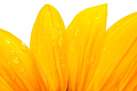 Petals of a yellow flower with water drops in close-up on a white backgroundの写真素材