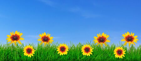 Natural green grass meadow with yellow flowers on a blue sky background with copy space ( mixed)の写真素材