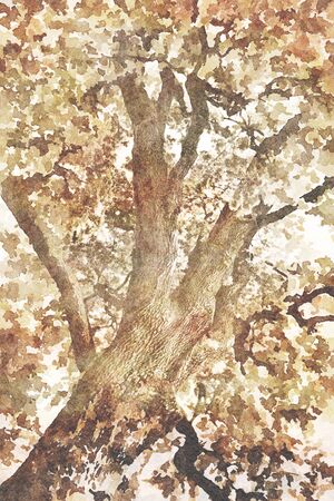 Digital art painting canvas - brown toned image of a dark crown of an old oak tree in the public park.の写真素材