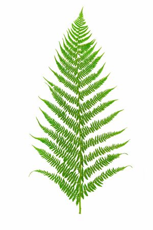 Perfect green fern leaf isolated on a white background in close-upの写真素材