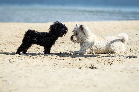 White Poodle and Black West dogs playing on the beach on a sunny day