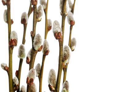Spring willow branches isolated on a white background in close-upの写真素材
