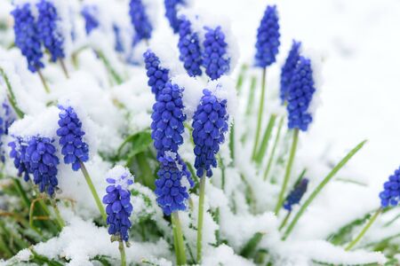 Spring garden with a group of blooming blue Muscari flowers covered with snowの写真素材