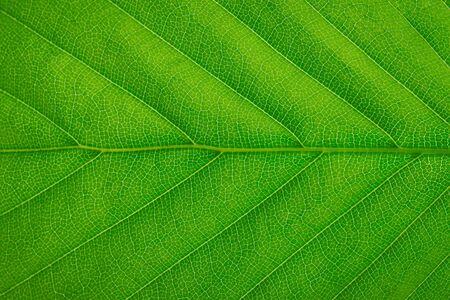 Close-up of a fresh green leaf texture background (high details)